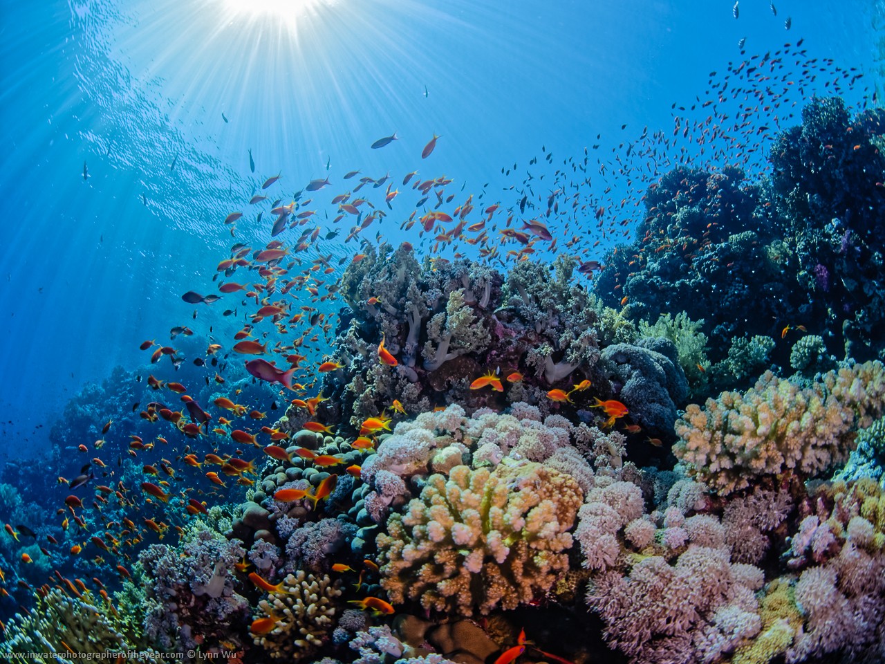Sobering News on Coral Reefs – But We Knew It Would Come to This ...